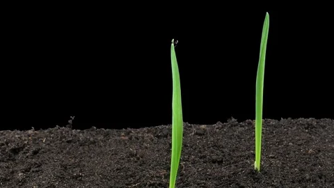 Time-lapse of growing oat sprouts with ALPHA channel Stock Footage