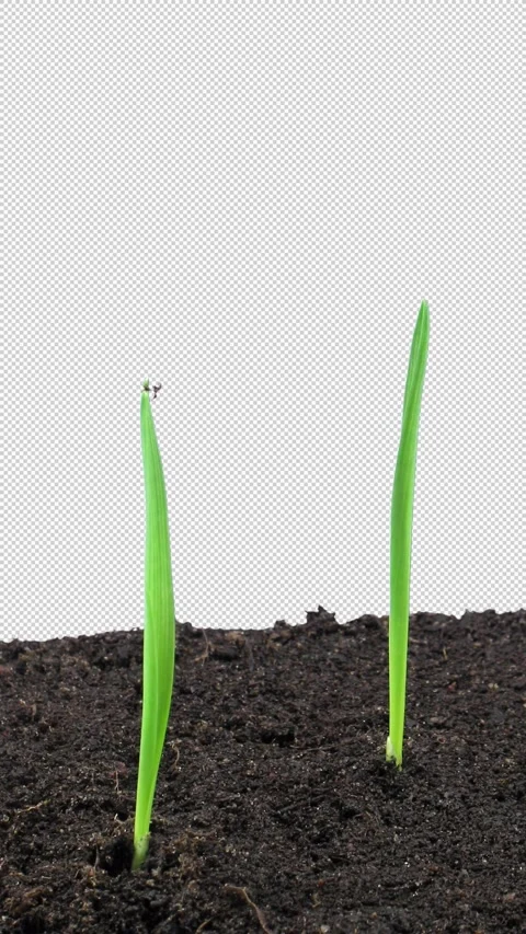 Time lapse of growing oat sprouts with ALPHA channel Stock Footage 307998606