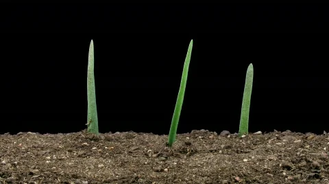 Time-lapse of growing onion with alpha matte 11 Stock Footage 724090