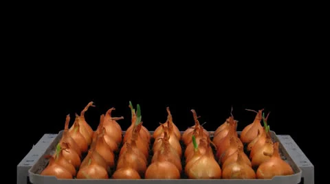Time-lapse of growing onion with alpha matte 12a3 (DCI-2K) Stock Footage 23596540