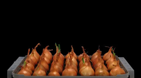 Time-lapse of growing onion with alpha matte 12a4 (DCI-3K) Stock Footage 23598527