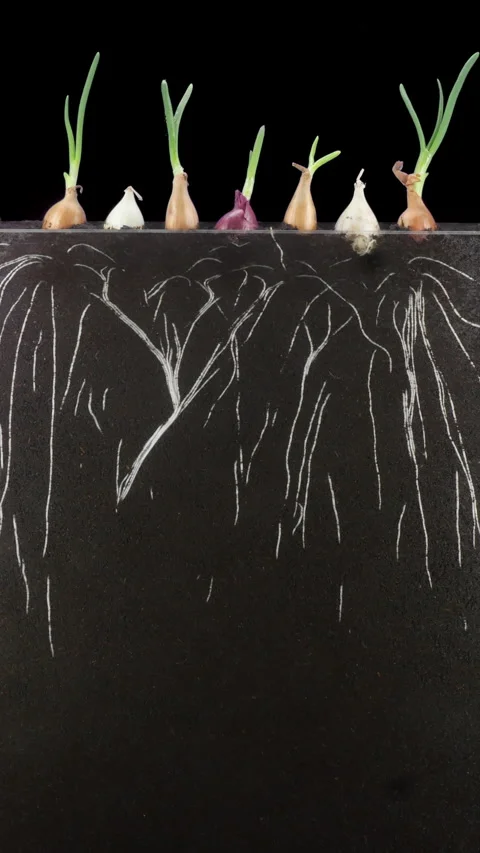Time lapse of growing onion bulbs in a rhizobox, vertical orientation Vídeos de archivo 340089693