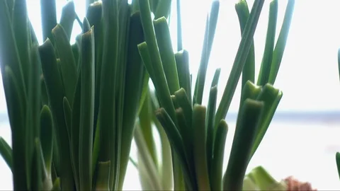 Time Lapse Of Growing Onion Stock-Footage 104034629