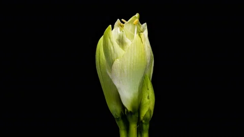 Time-lapse of growing, opening and rotating white amaryllis Matterhorn Christmas Stock Footage 121420350