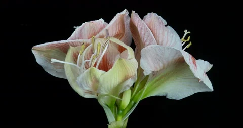 Time-lapse of growing, opening and rotating white amaryllis Matterhorn Christmas Stock Footage 122868375
