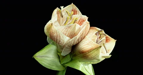 Time-lapse of growing, opening and rotating white amaryllis Matterhorn Christmas Stock Footage 123050746