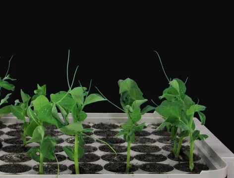 Time-lapse of growing pea vegetables 2b (Film 2K) Stock Footage 1068663