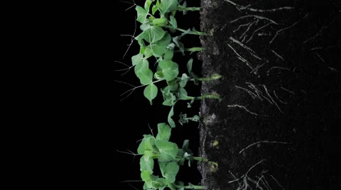 Time-lapse of growing pea vegetables in RGB + ALPHA matte format, vertical Stock Footage 62288855