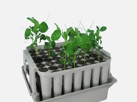 Time-lapse of growing pea vegetables, 4K with ALPHA channel Stock Footage 82990142