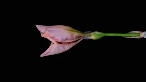 Time-lapse of growing pink iris flower. Stock Footage 155470316