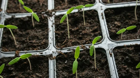 Time-lapse of growing plants bend to the side of the sun Stock Footage 36365466