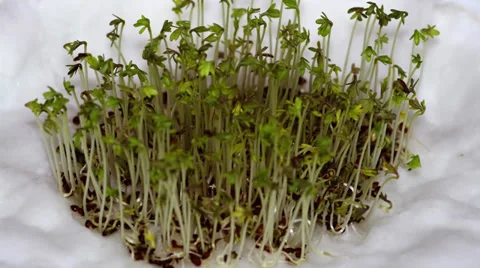 Time-lapse of growing plants Stock Footage 36677828