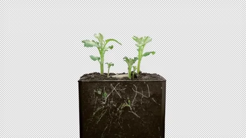 Time lapse of growing potato vegetable with ALPHA channel Stock Footage 240922714