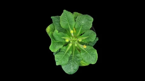 Time-lapse of growing primula Primasan, top view with alpha matte 1 Stock Footage 887154