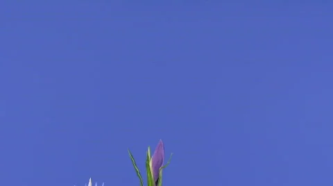 Time-lapse of growing purple crocus 2  Stock Footage 321168