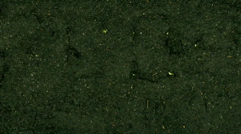 Time lapse of growing radish 1  Stock Footage 137270