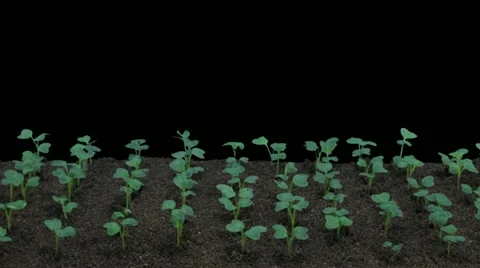 Time-lapse of growing radish above and below surface (2K) Stock Footage 11855894