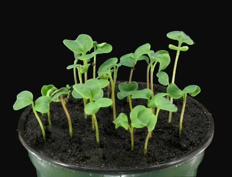 Time-lapse of growing radish in pot with alpha matte 4c (Cinema 2K) Stock Footage 701282