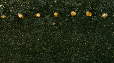 Time lapse of growing radish roots 3a  Stock Footage 137591