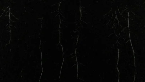 Time lapse of growing radish vegetables roots with ALPHA channel Stock Footage 93601329