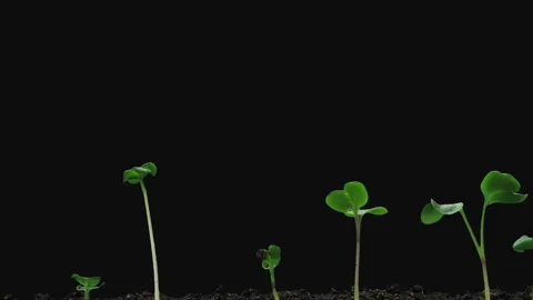 Time lapse of growing radish vegetables in RGB + ALPHA matte format Stock Footage 139202187