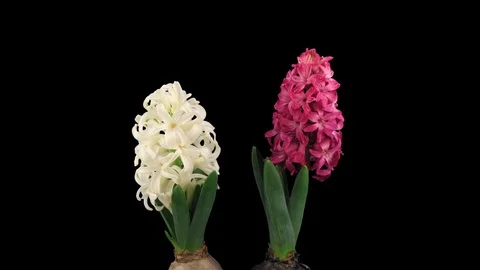 Time-lapse of growing red and white hyacinths with ALPHA channel Stock Footage 85591320