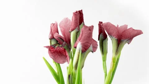 Time-lapse of growing red bouquet of irises flower. Spring flowers irises Stock Footage 244827119