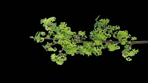 Time-lapse of growing red currant branch, in RGB + ALPHA matte format, vertical Stock Footage 51642769