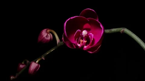 Time lapse of growing red phalaenopsis orchid flower from bud to full blossom Stock Footage 242829473