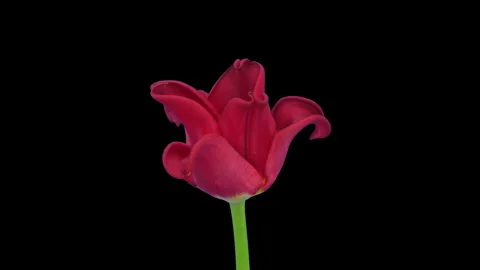 Time lapse of growing red tulip Stock Footage 321522704