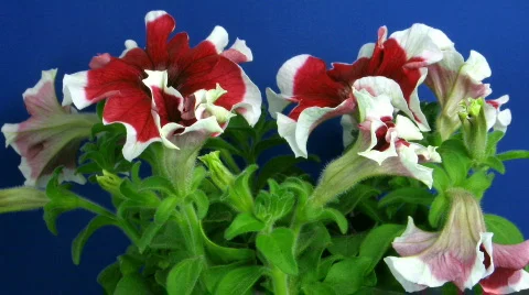 Time-lapse of growing red-white petunia 1  Stock Footage 135077