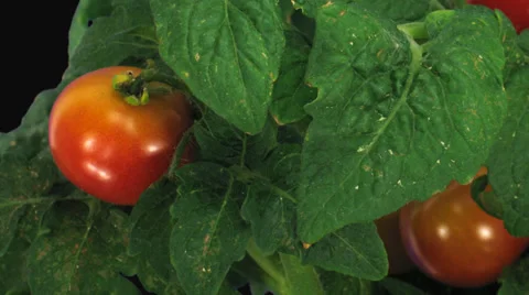 Time-lapse of growing ripening falling tomato 2b3 ALPHA channel (DCI-2K) Stock Footage 34264530
