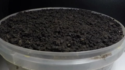 Time lapse of growing seed Stock Footage 62782348