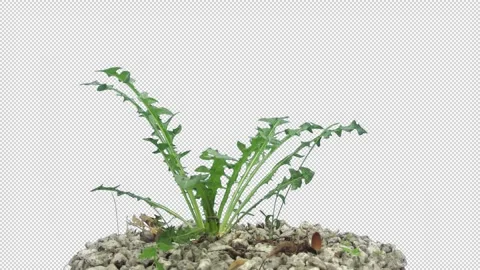 Time lapse of growing small mushroom with ALPHA channel Stock Footage 296366590