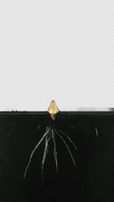 Time lapse of growing small onion bulb in a Rhizobox with ALPHA channel Stock Footage 321646756