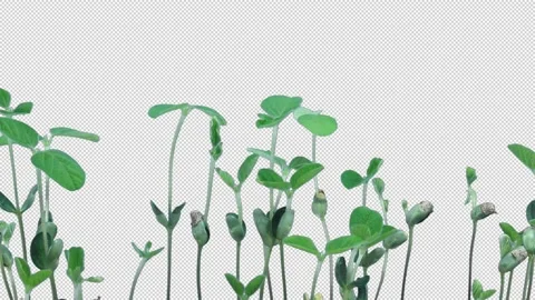 Time-lapse of growing soybeans 2K with ALPHA channel, vertical Stock Footage 150445163