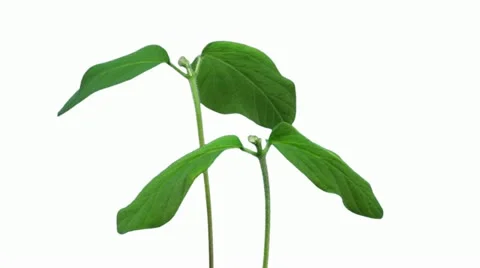 Time-lapse of growing soybeans 4a1 Stock Footage 11643603