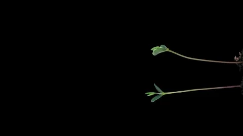 Time-lapse of growing soybeans 4K with ALPHA channel, vertical orientation Stock Footage 90950919