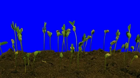 Time-lapse of growing soybeans 5a3 (DCI-2K) Stock Footage 11645059