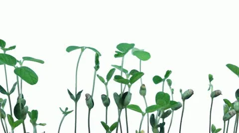 Time-lapse of growing soybeans 6a1 (DCI 2K) Stock Footage 11806001