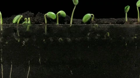 Time-lapse of growing soybeans 7a1 Stock Footage 11701134