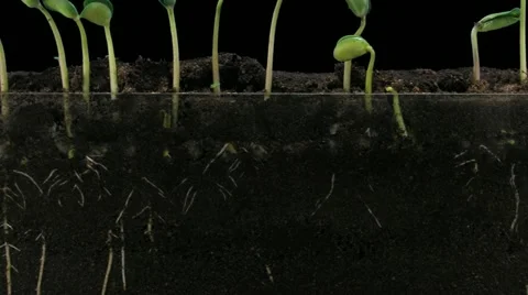 Time-lapse of growing soybeans 7a2 (DCI 2K) Stock Footage 11702342