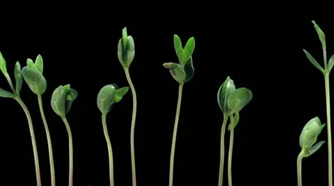 Time-lapse of growing soybeans 7b2 Stock Footage 11721539