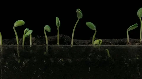 Time-lapse of growing soybeans 7b3 (DCI 2K) Stock Footage 11722613