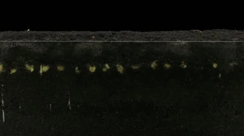 Time-lapse of growing soybeans 7b4 (DCI-2K) Stock Footage 11722554