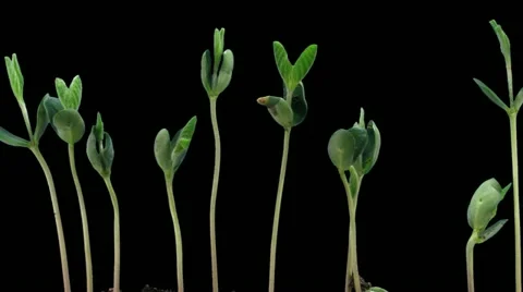 Time-lapse of growing soybeans 7c3 (DCI 2K) Stock Footage 11706052