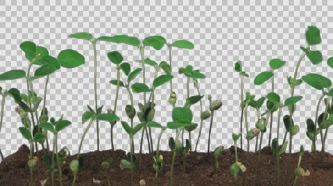 Time-lapse of growing soybeans with ALPHA channel Stock-Footage 67528729