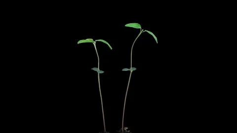 Time-lapse of growing soybeans with ALPHA channel Stock Footage 79435338