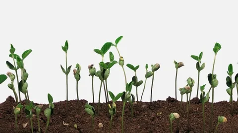 Time-lapse of growing soybeans with ALPHA channel Stock Footage 82192452