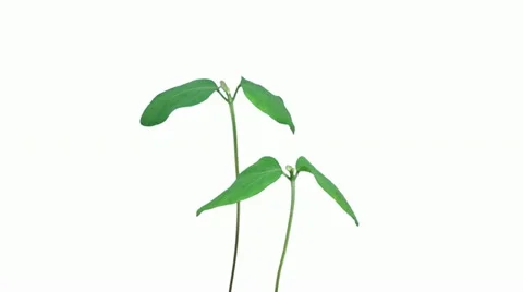 Time-lapse of growing soybeans plants 3a Stock Footage 11681854